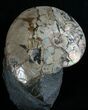 Placenticeras meeki Ammonite - Opalescent Shell #6095-2